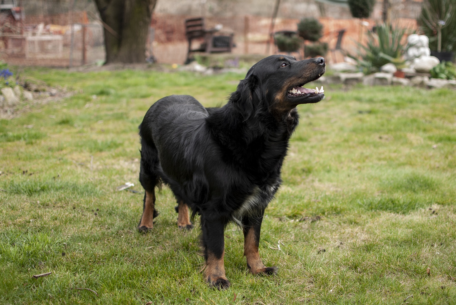 BARF | Großer Hund